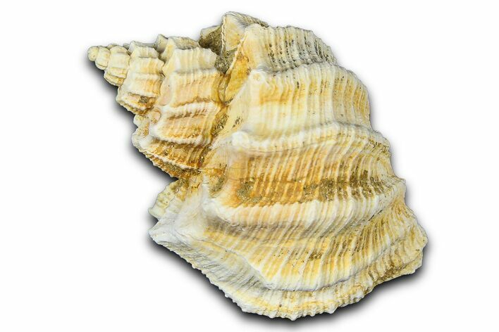 Miocene Fossil Nutmeg Snail (Trigonostoma) Shell - France #365468